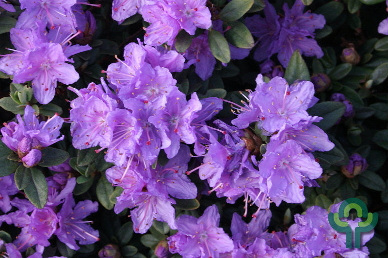 Rhododendron 'Ramapo'