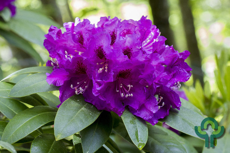 Rhododendron 'Rasputin'