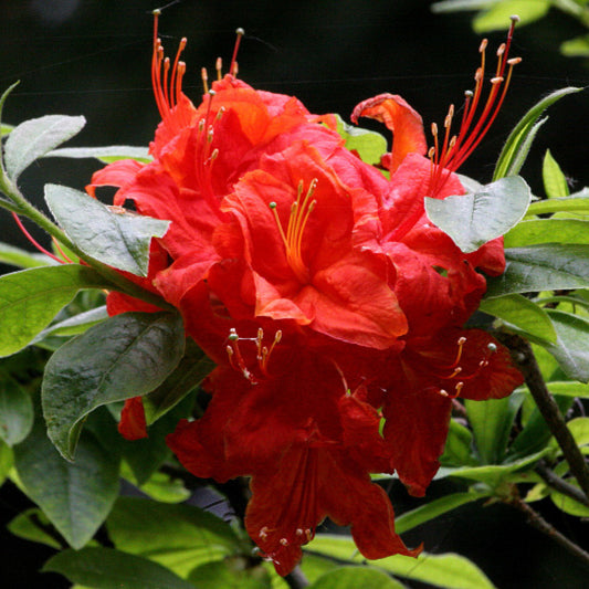 Azalea knaphill 'Royal Command'