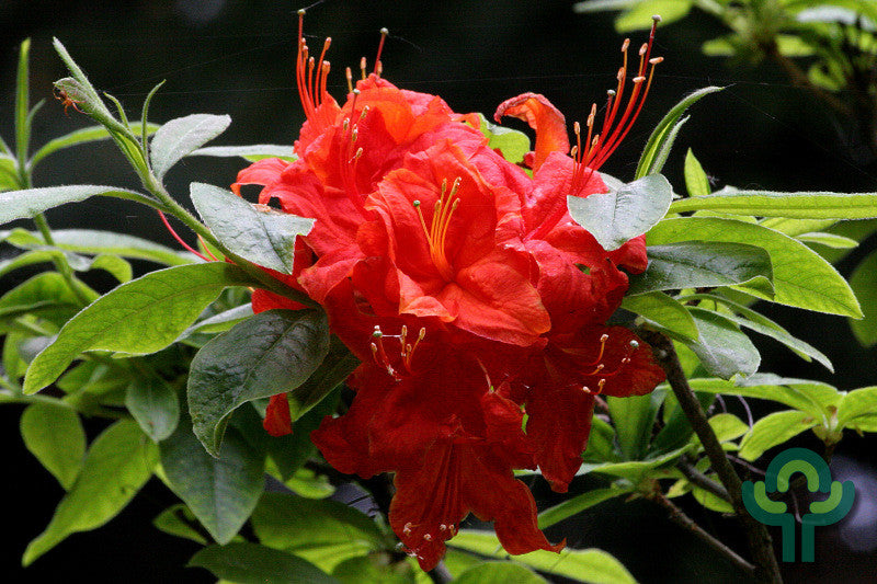 Azalea knaphill 'Royal Command'