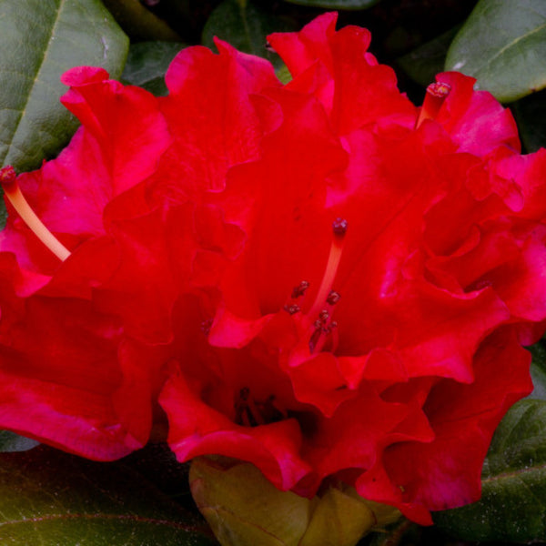 Rhododendron 'Bengal'