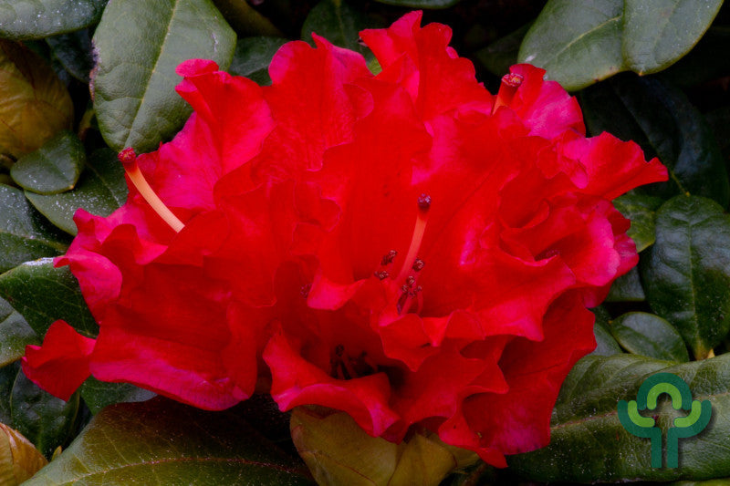 Rhododendron 'Bengal'