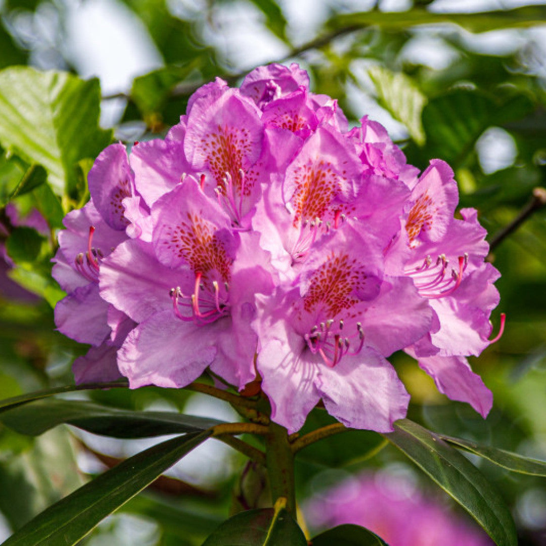 Rhododendron 'Roseum Elegans'
