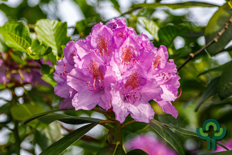 Rhododendron 'Roseum Elegans'