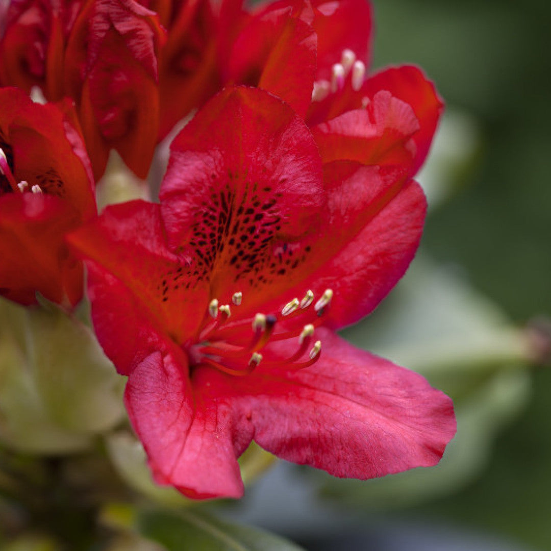 Rhododendron 'Red Jack'