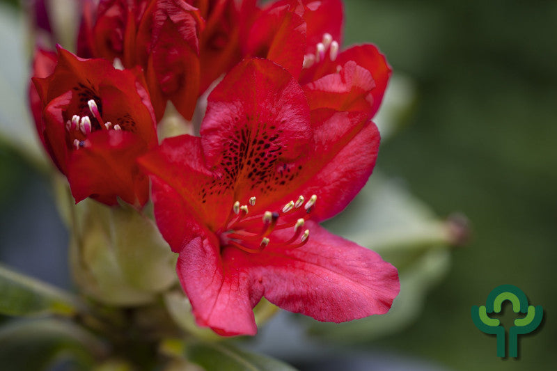 Rhododendron 'Red Jack'