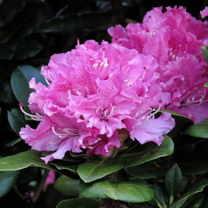 Rhododendron 'Rocket'
