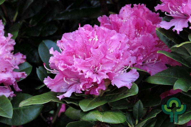 Rhododendron 'Rocket'
