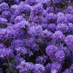 Rhododendron russatum