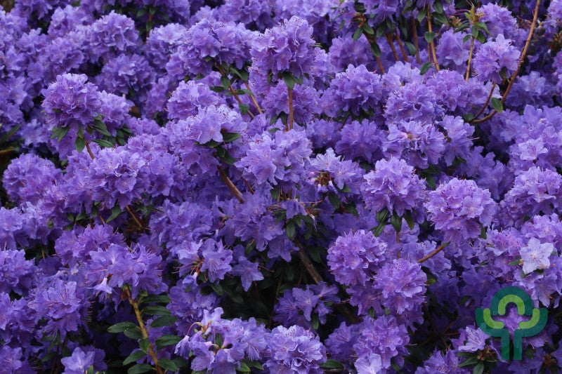 Rhododendron russatum