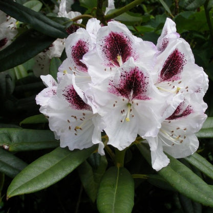 Rhododendron 'Sappho'