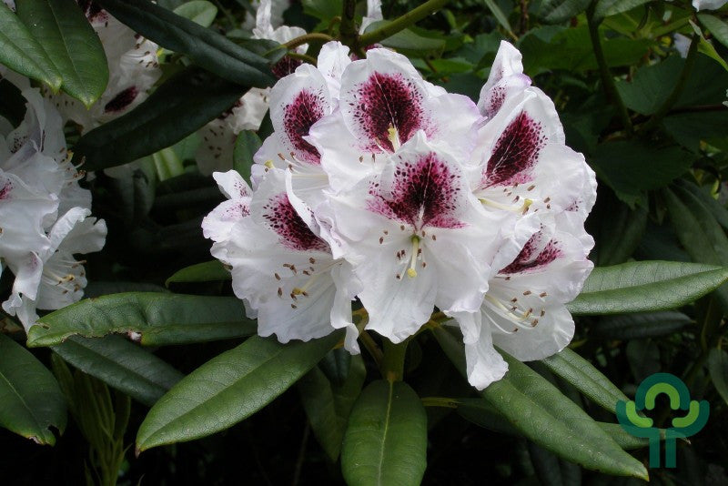 Rhododendron 'Sappho'