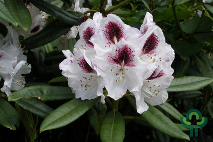 Rhododendron 'Sappho'