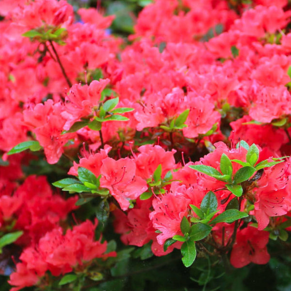 Azalea japonica 'Satschiko' (= 'Geisha Orange')