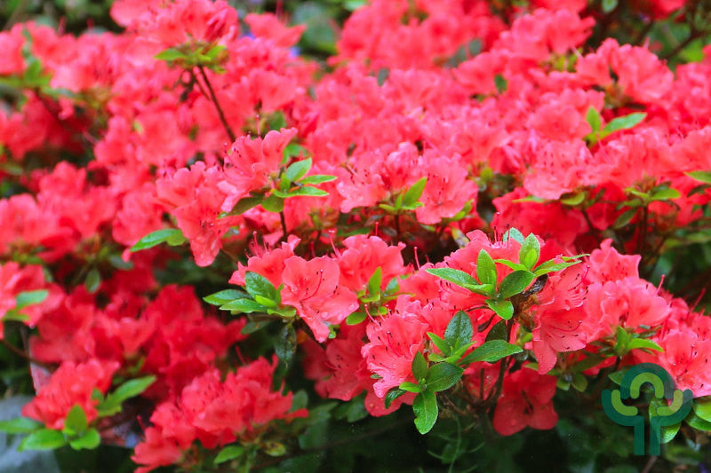 Azalea japonica 'Satschiko' (= 'Geisha Orange')