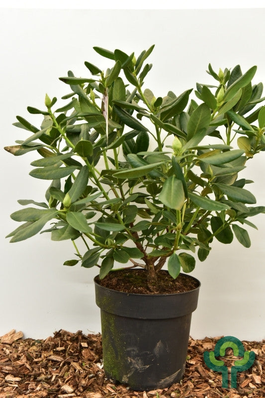 Rhododendron 'Schneeauge'