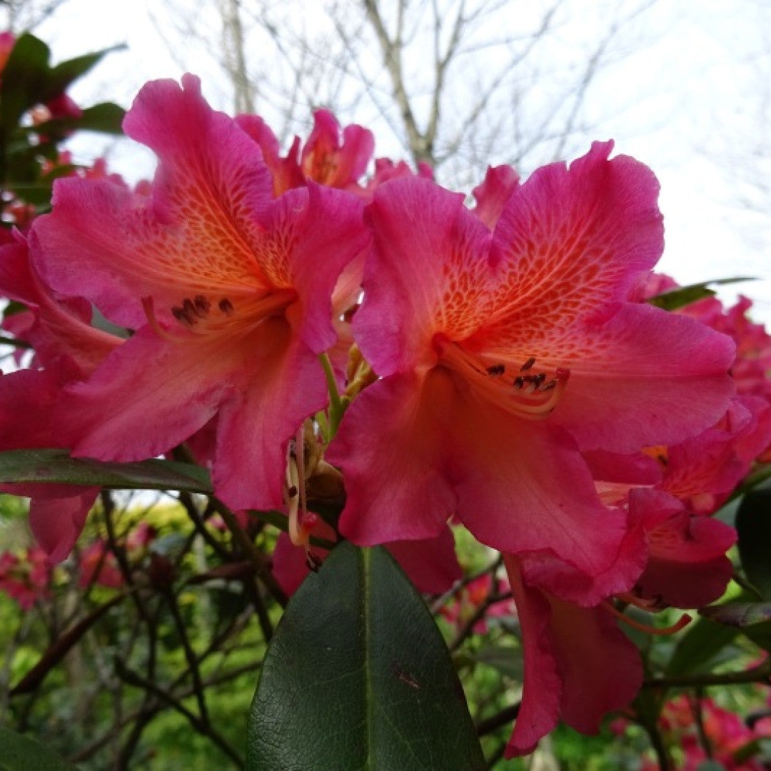 Rhododendron 'Scyphocalix'