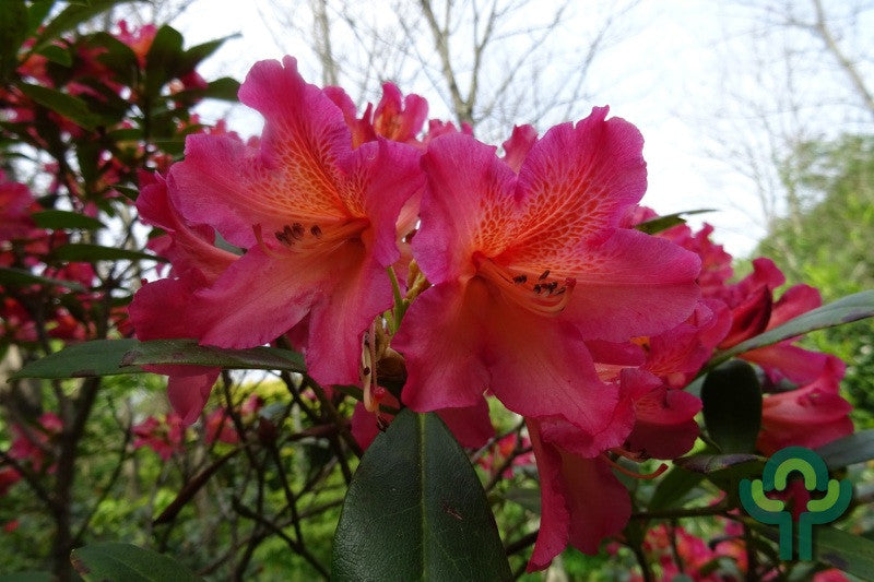 Rhododendron 'Scyphocalix'