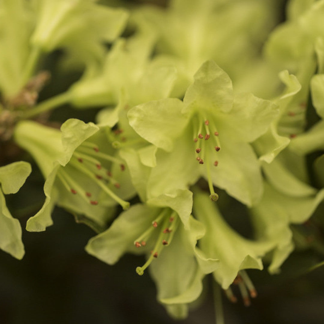 Rhododendron 'Shamrock'