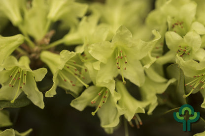 Rhododendron 'Shamrock'