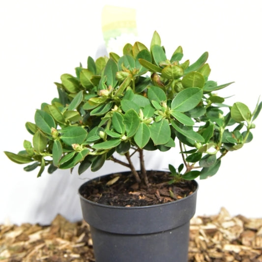 Rhododendron 'Shamrock'