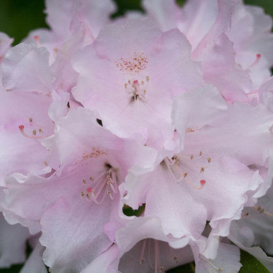 Rhododendron yak. 'Silberwolke'