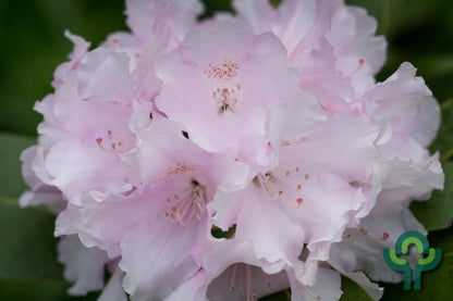 Rhododendron yak. 'Silberwolke'