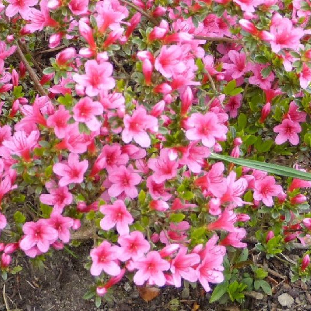 Azalea japonica 'Silvester'