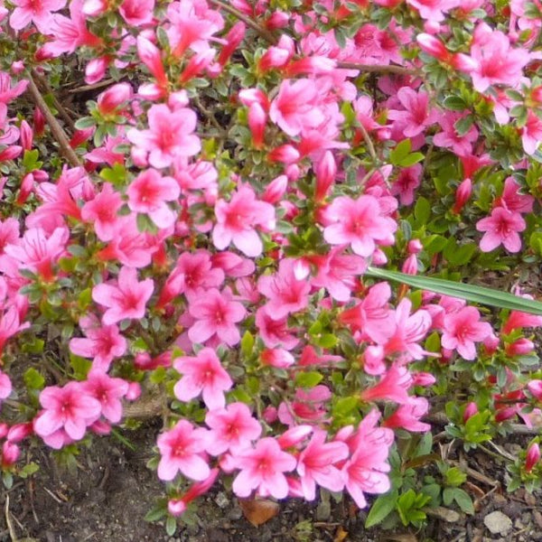 Azalea japonica 'Silvester'
