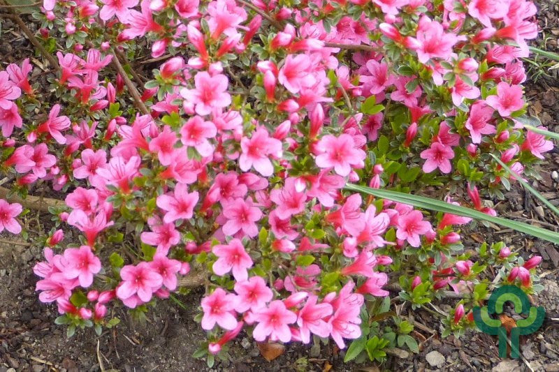 Azalea japonica 'Silvester'