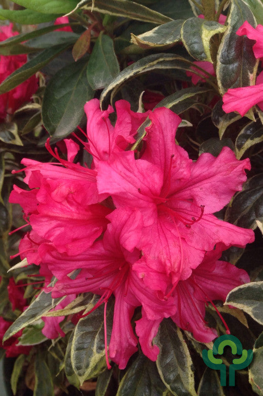 Azalea japonica 'Silver Sword'