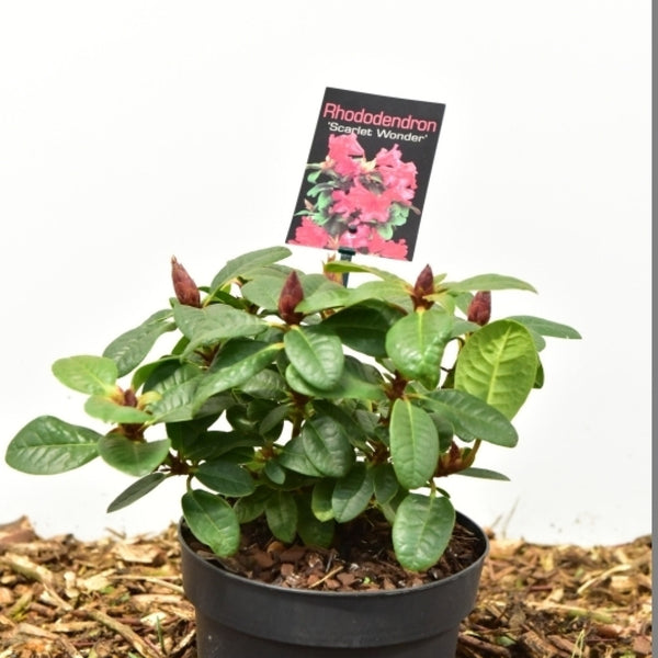 Rhododendron 'Scarlet Wonder'