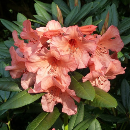 Rhododendron 'Tortoiseshell Orange'