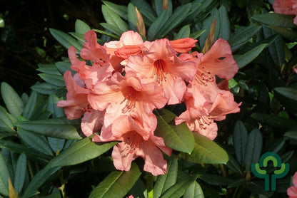 Rhododendron 'Tortoiseshell Orange'