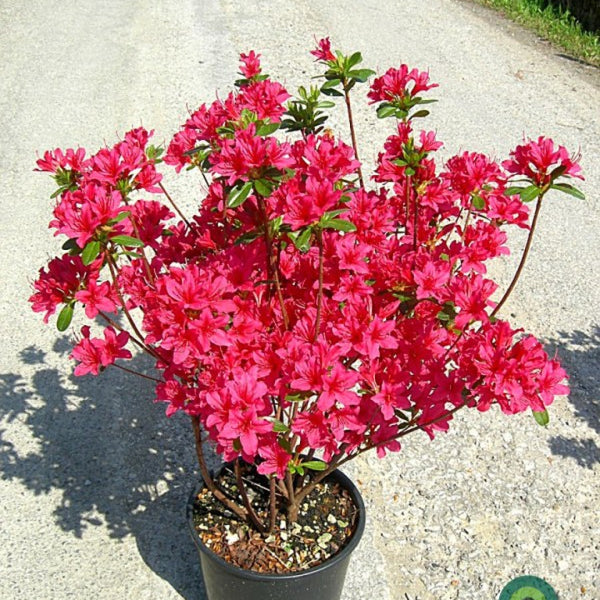 Azalea japonica 'Toreador'