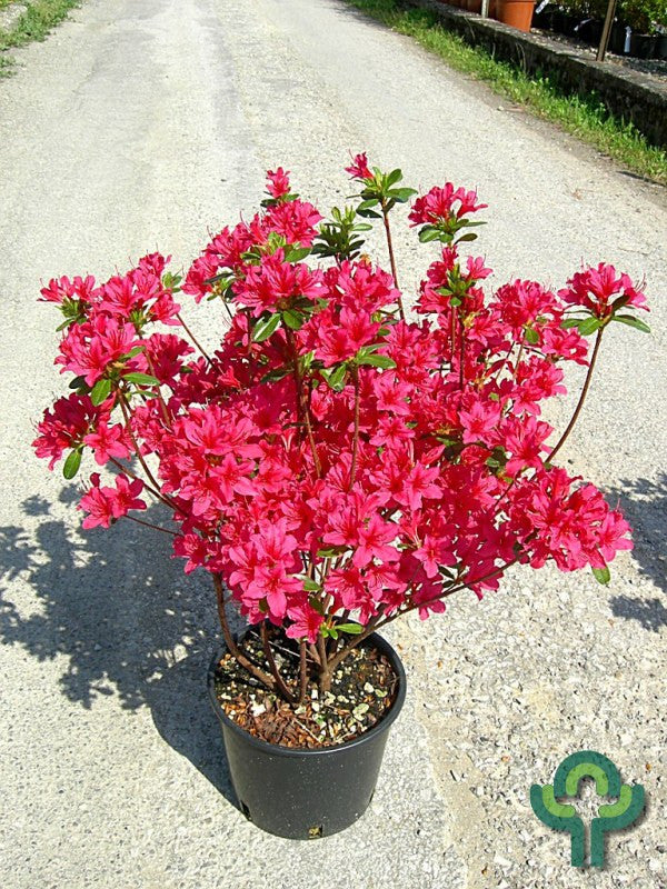 Azalea japonica 'Toreador'