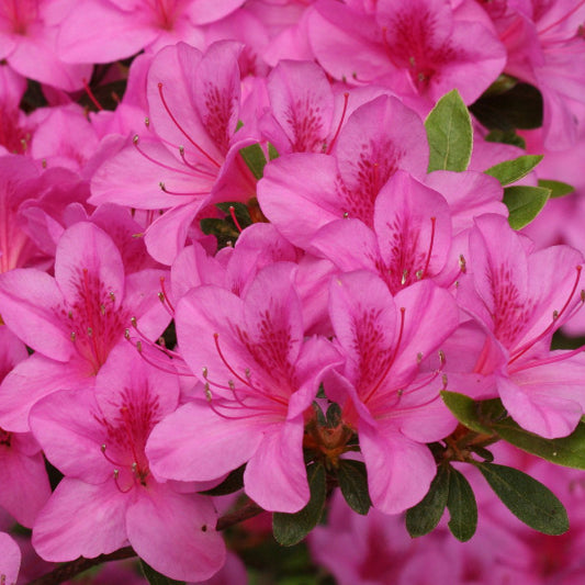 Azalea japonica 'Violetta'