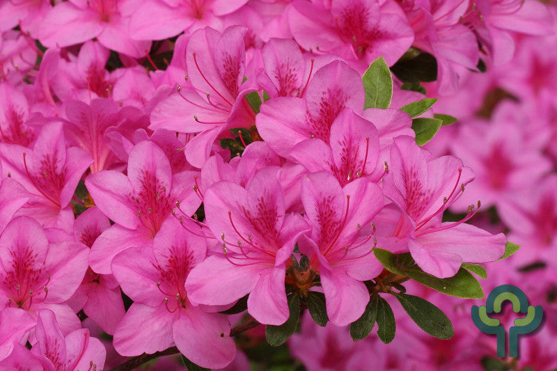 Azalea japonica 'Violetta'