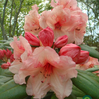 Rhododendron 'Virginia Richards'