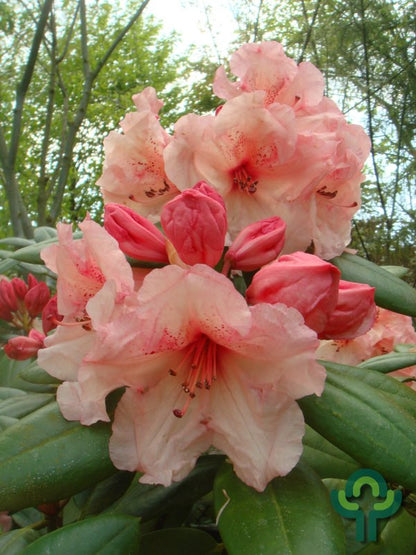 Rhododendron 'Virginia Richards'