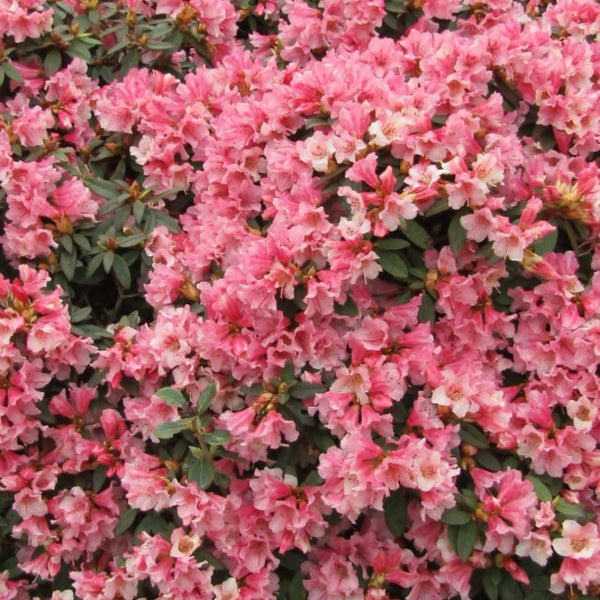 Rhododendron 'Wee Bee'