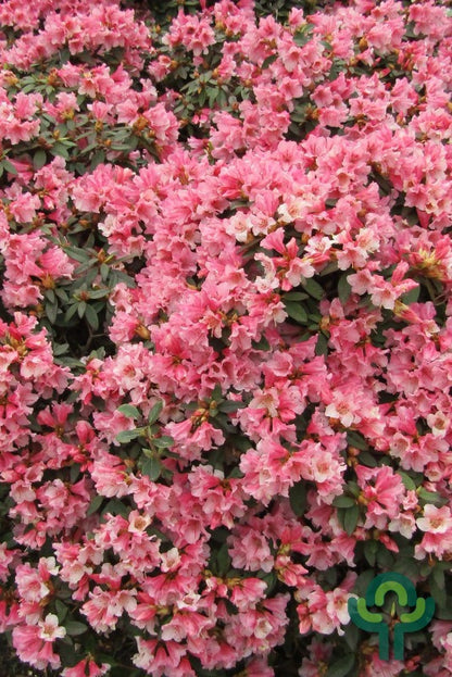 Rhododendron 'Wee Bee'