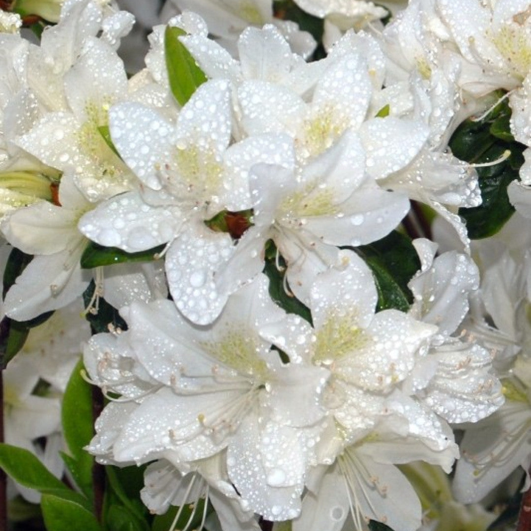 Azalea japonica 'White Lady'