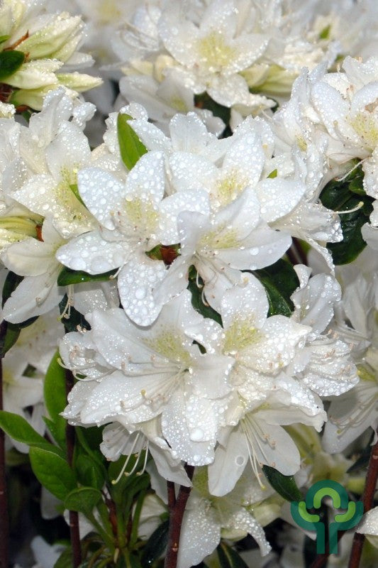 Azalea japonica 'White Lady'