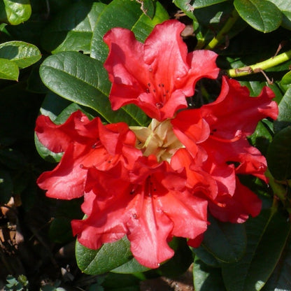 Rhododendron 'Wren'