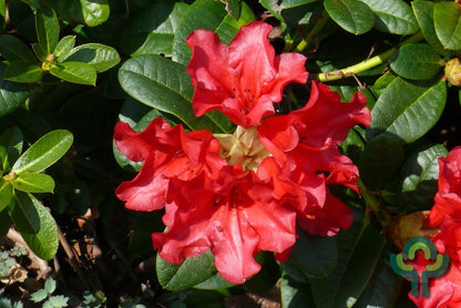 Rhododendron 'Wren'