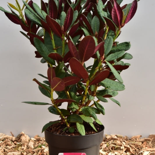 Rhododendron 'Wine & Roses'