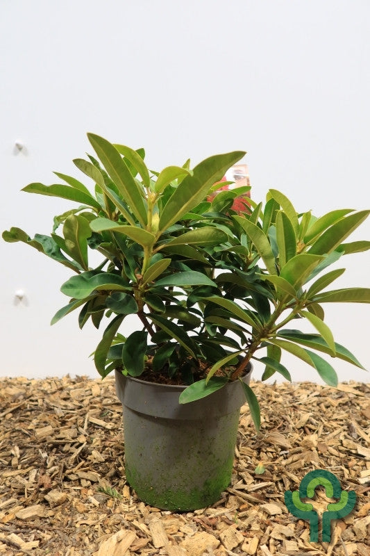 Rhododendron 'Wilgen's Ruby'