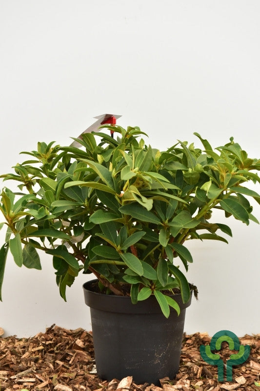Rhododendron 'Wilgen's Ruby'