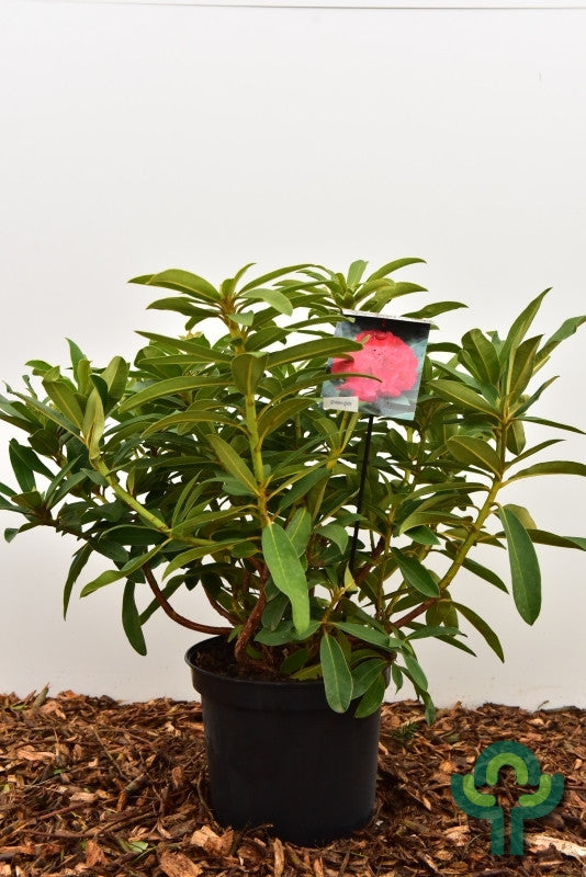 Rhododendron 'Wilgen's Ruby'